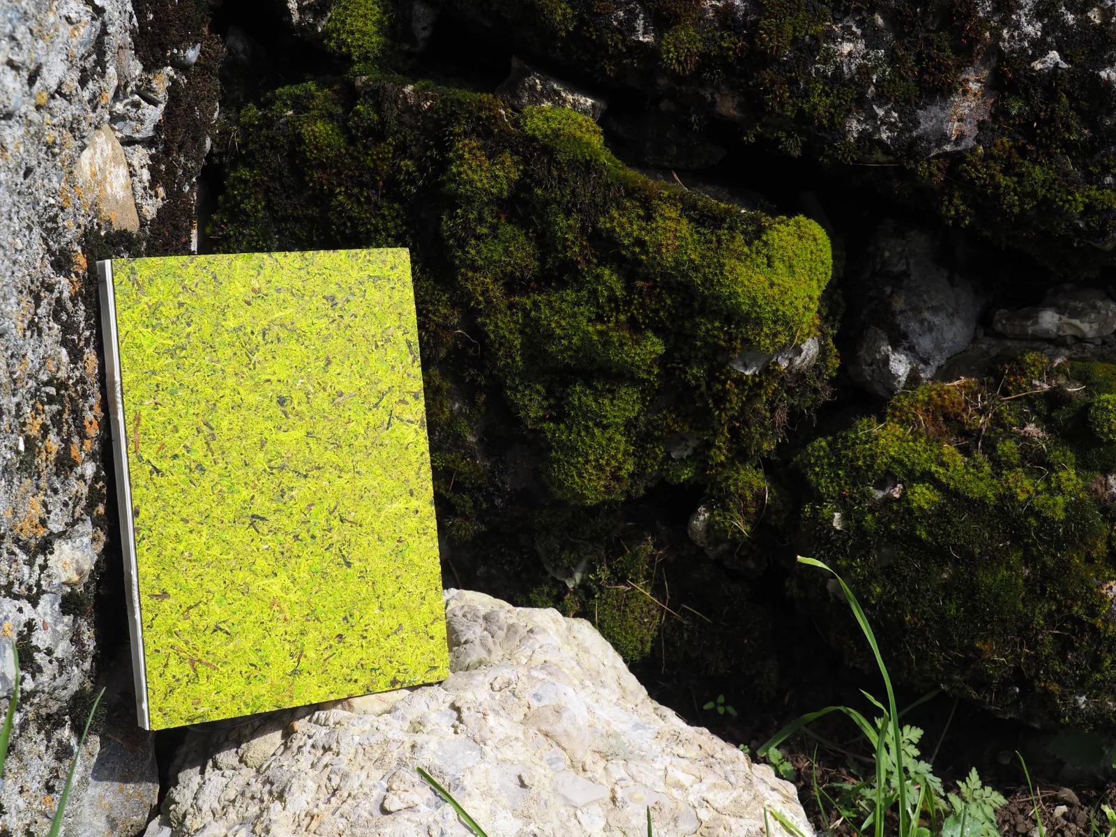 Notizbuch Waldmoos aufgenommen auf dem Niderhorn Boltigen