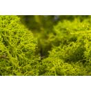 Material_MOUS-HELLGRIAN_raw-material_moss.jpeg 971856